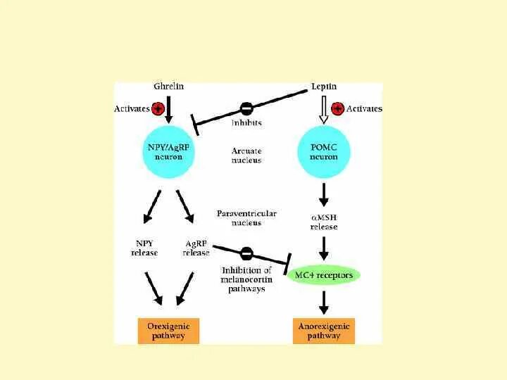 Физиологический метаболизм. Обмен белков физиология. Основной обмен интенсивность и обмен веществ. Патофизиология обмена веществ. Физиологический метаболизм.