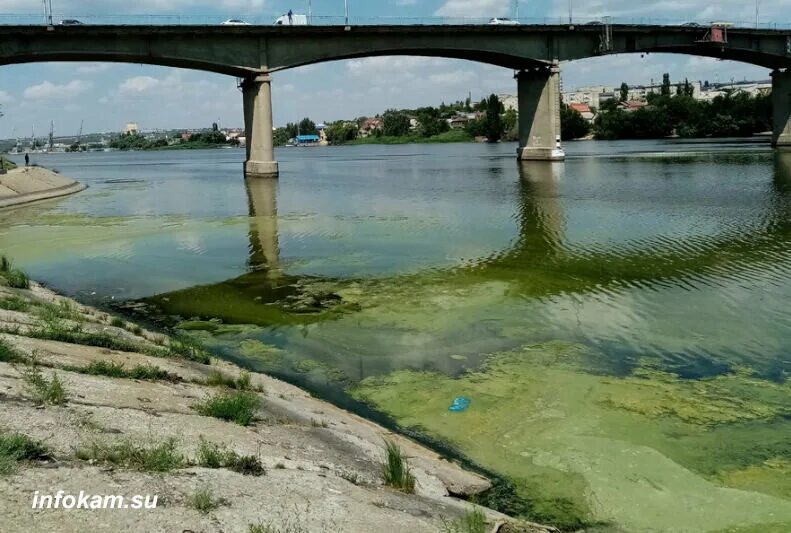 Река волга 2023 года. Камышин Волга. Волга 2023 река. Волга река. Волга цветет.
