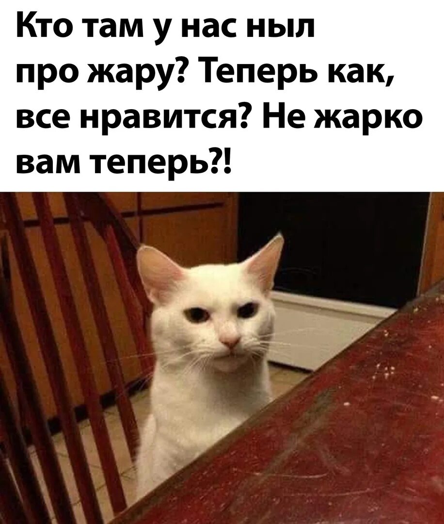 Мемы с котиками. Мемы с котами 2022. Мемы с котами хочу кушать. Кот кушает Мем.