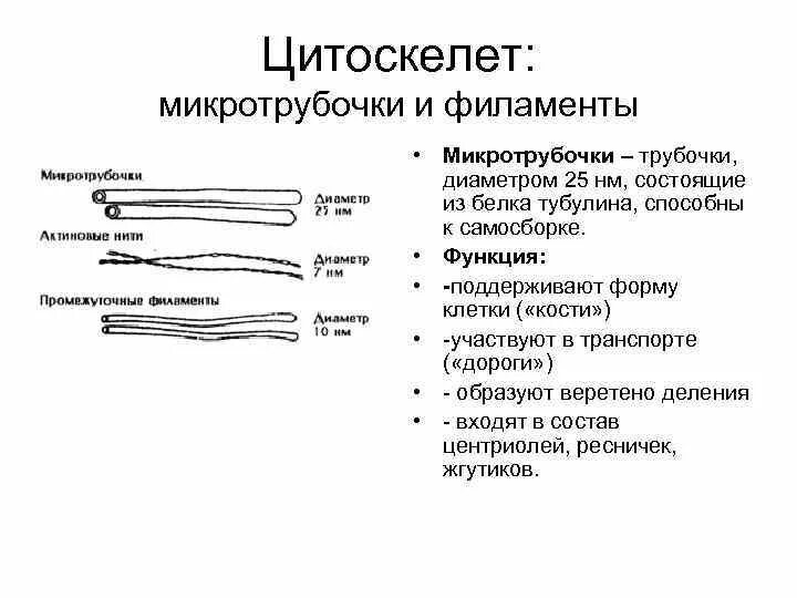 Поддержание формы клетки. Цитоскелет микротрубочки строение. цитоскелет трубочки. из чего состоит цитоскелет клетки. микротрубочки цитоскелета.