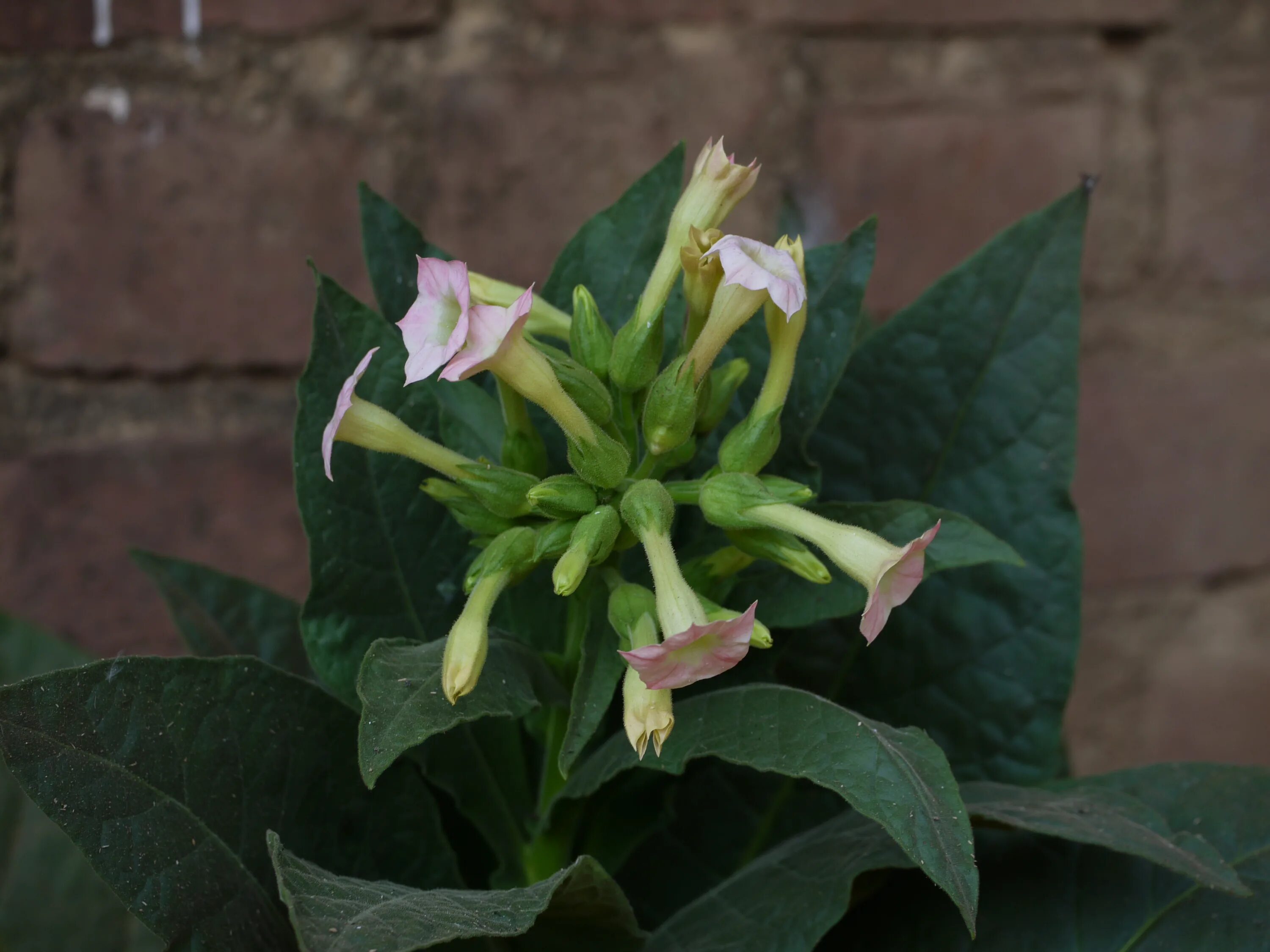 Растение Nicotiana tabacum. Табак душистый - Nicotiana tabacum. 1. Табак душистый - Nicotiana tabacum. Табак махорка (Nicotiana Rustica l.).