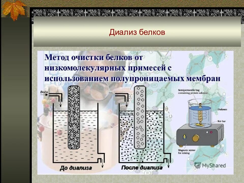 Методы очистки белков. Диализ метод очистки. Диализ биохимия. Диализ принцип метода. Диализ белков.