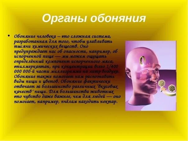 Организм обоняния. Обоняние. Обоняние человека. Органы чувств человека обоняние. Органы чувств нос орган обоняния.