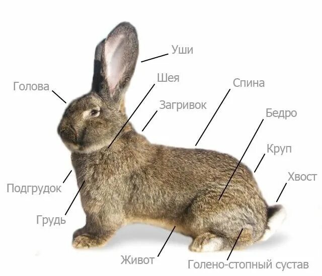 Какое имя дать кролику