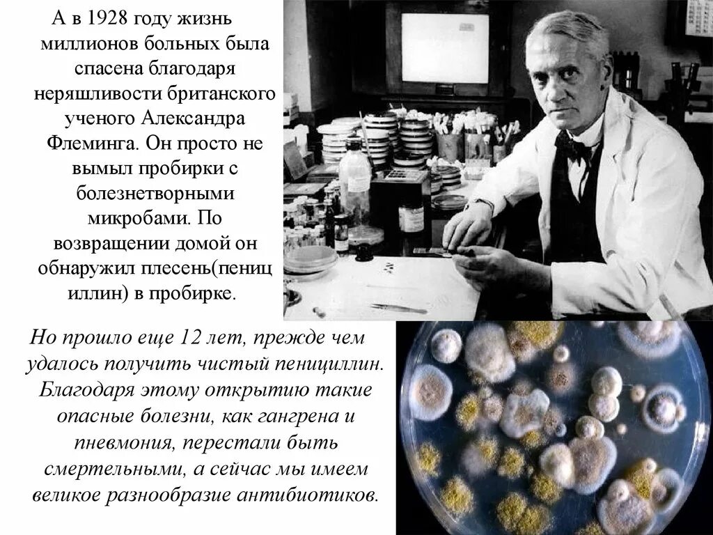 1928 год пенициллин. Флеминг пенициллин. Флеминг антибиотики. Флеминг пенициллин открытие.