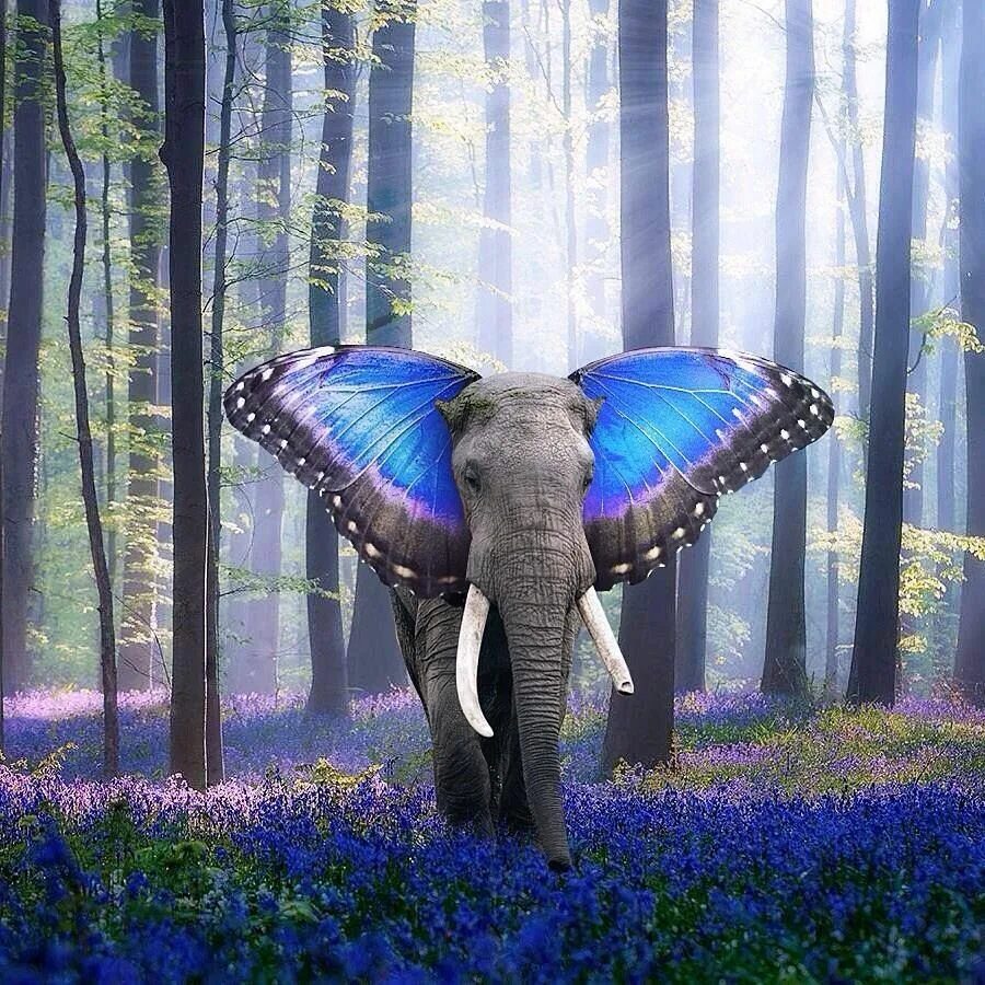 Elephant butterfly. Слон бабочка. Волшебный слон. Слоны и бабочки. Слон с крыльями бабочки.