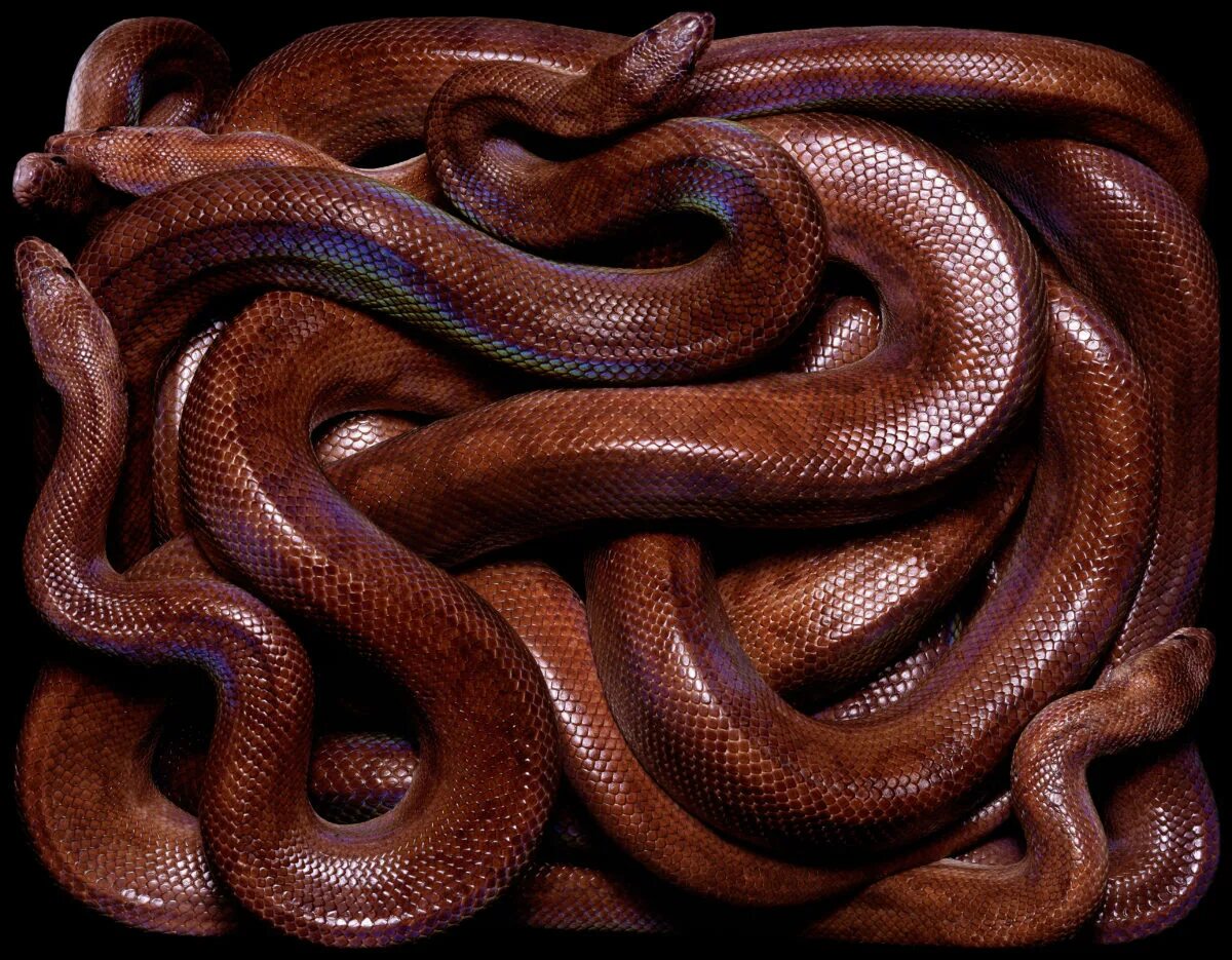 змеиный клубок. змеиный остров кеймада-гранд. серпентарий гадюка обыкновенная. змеиное кубло. клубки змей на воздвижение.