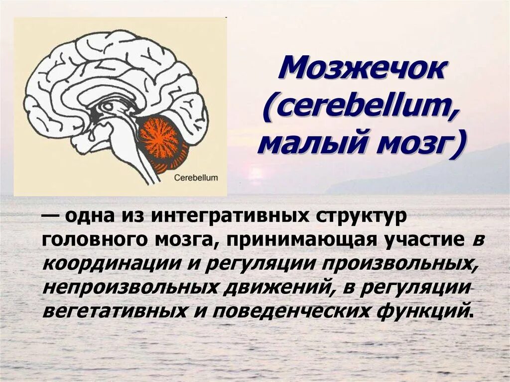 Строение головного мозга человека мозжечок. Мозжечок – центр координации движений.. Отдел мозга координирующий движения. Вегетативные функции мозжечка.
