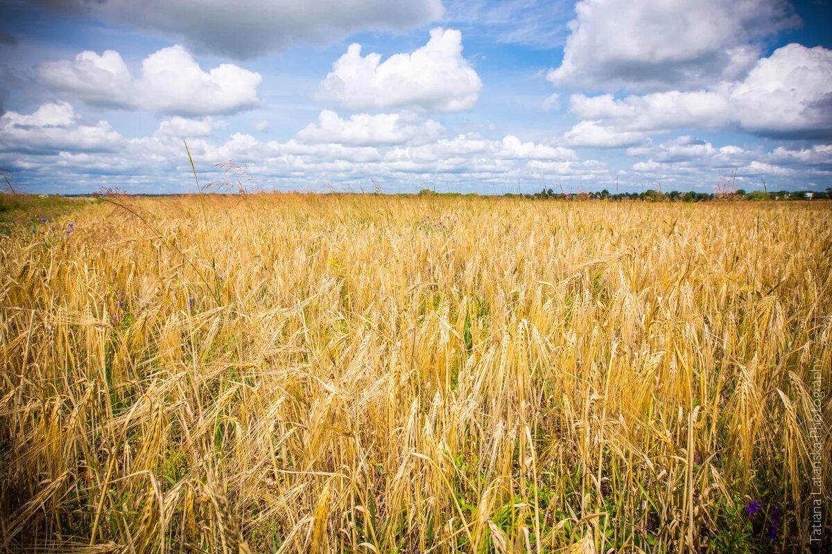 Васильково пшеничное поле. Поле рожь. Пшеничное Раздолье. Поле пшеницы с васильками.