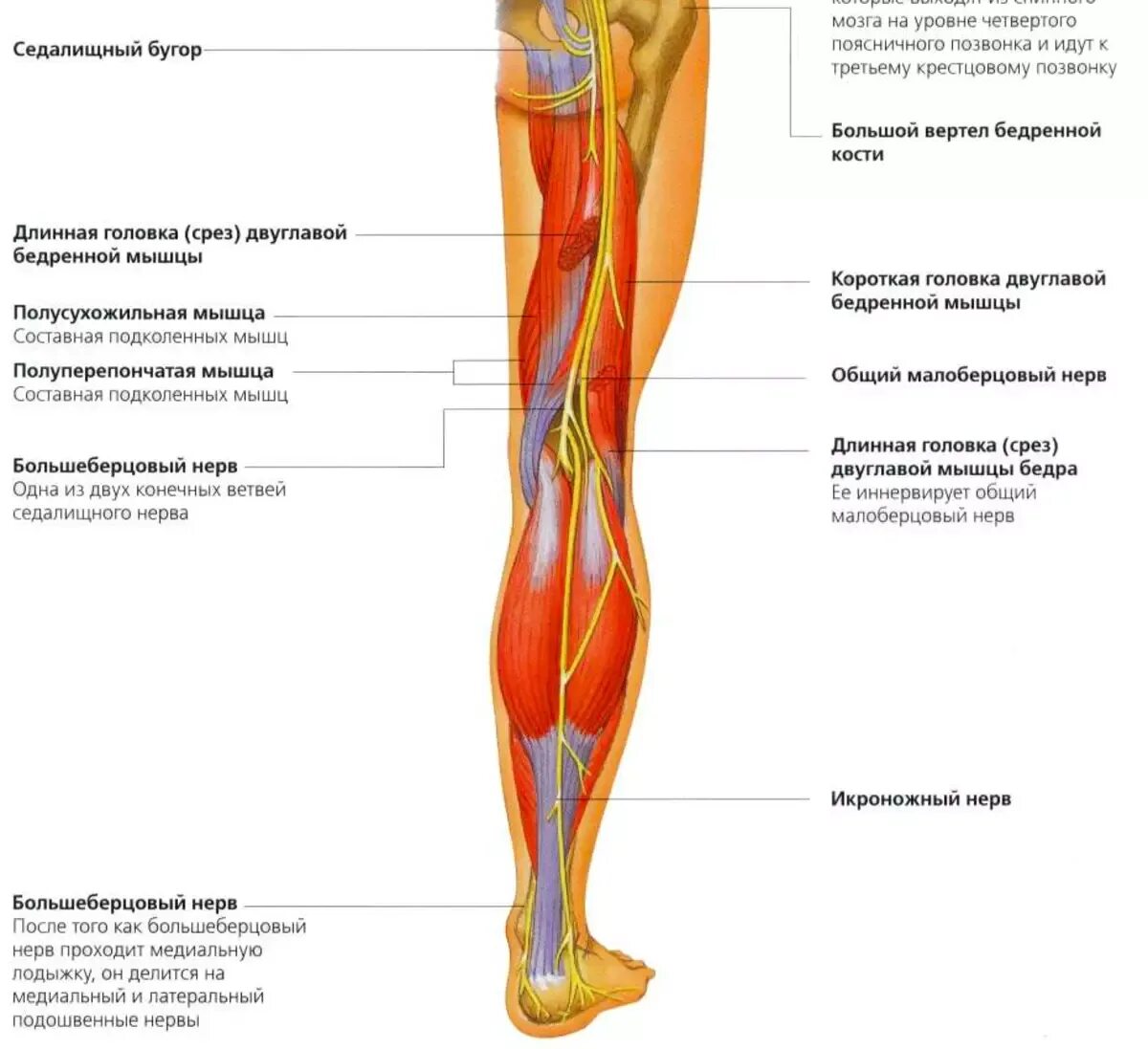 Анатомия голени и стопы нерв. Седалищный нерв схема. Седалищный нерв анатомия схема. Нервы голени анатомия человека. Место ниже бедра