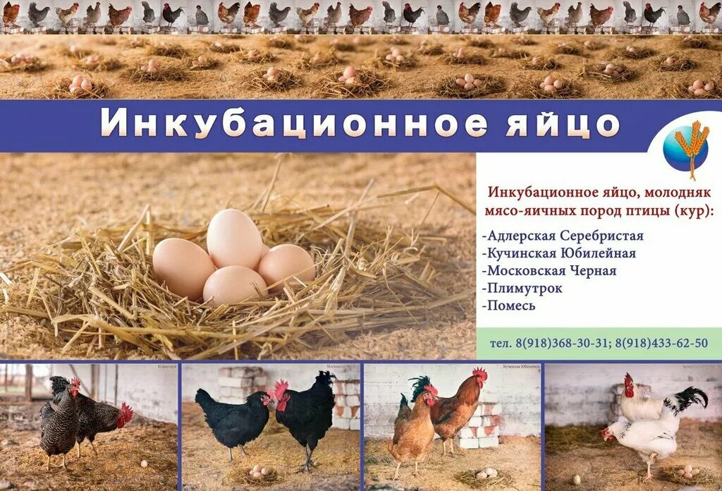 Яичная порода кур купить. Породы кур инкубационные яйца. Адлерская серебристая порода кур яйца. Инкубационное яйцо Адлерская серебристая. Инкубаторские яйца.