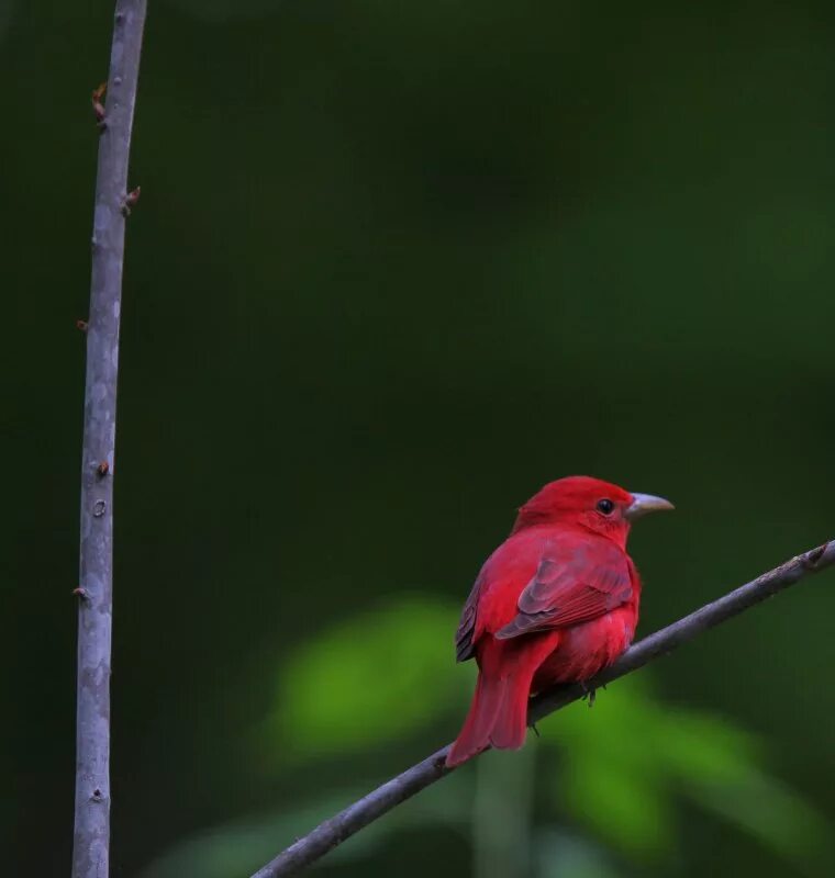 Маленький красный хвост. Алый Кардинал. Птица красного цвета. Птицы с красным оперением. Маленькая красная птичка.