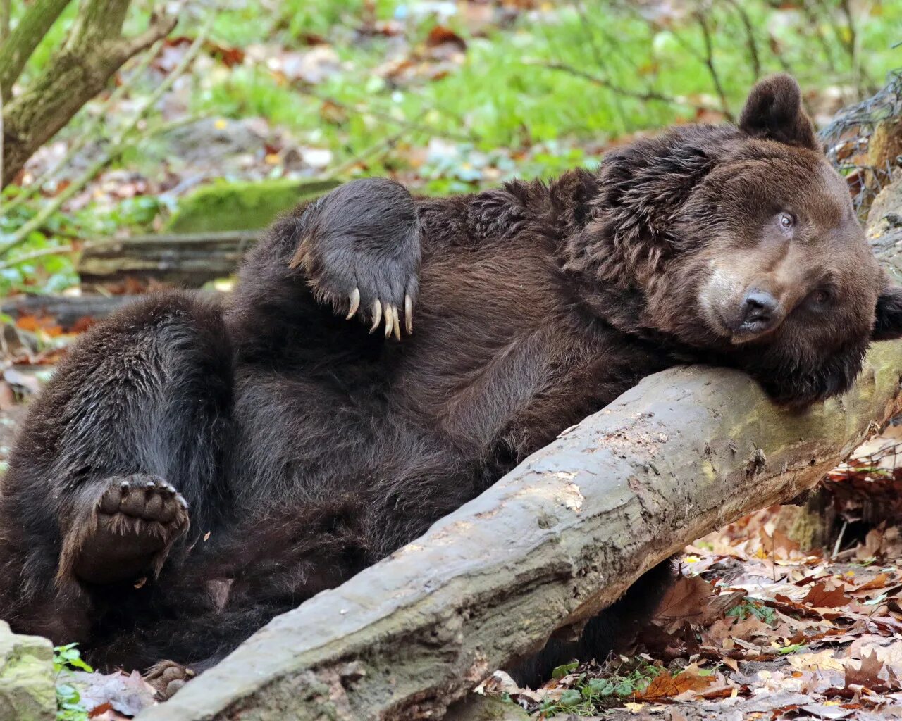Sleeping bears