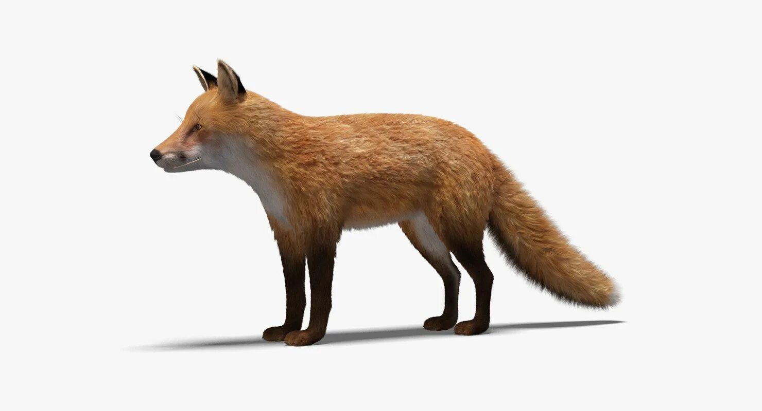 Лис 3д модель. Fur fox 3d. модель лиса. 3д модель лисы. 3d модель лисы.