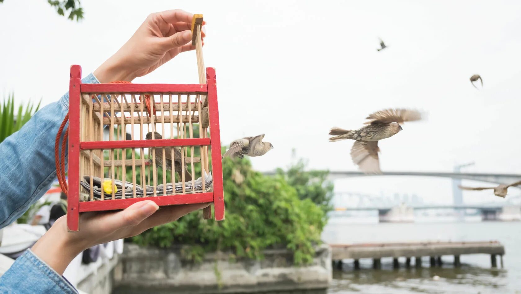 Птица из клетки. Выпустить птицу. Птичка вырвалась из клетки. Birds депозит