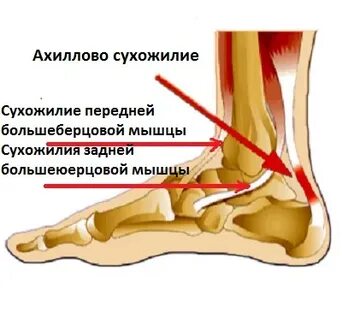 Сухожилие большеберцовой мышцы