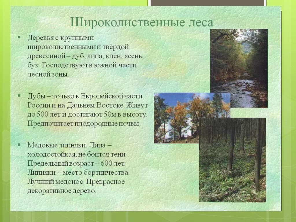 Конспект урока смешанные и широколиственные леса. Широколиственные леса презентация. сообщение о смешанных и широколиственных лесах. презентация по теме широколиственные леса. смешанные и широколиственные леса презентация.