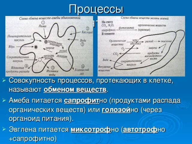 На представленном схеме из процессов жизнедеятельности Дыхание клетки картинка фото