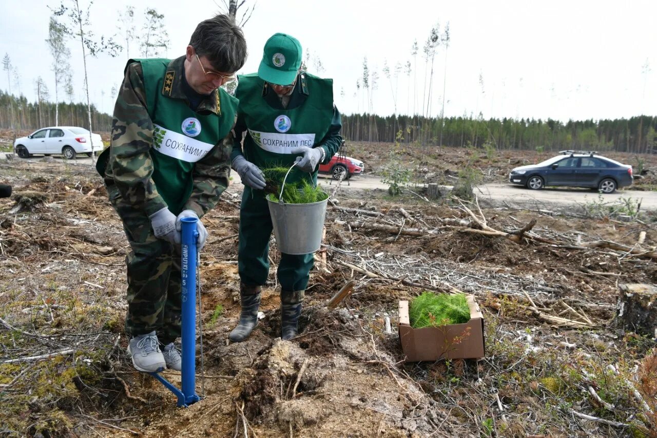 1024 лесовосстановление. Лесовосстановление в Японии. Восстановление леса в Сегежском районе. В Карелии увеличиваются объемы лесовосстановления..