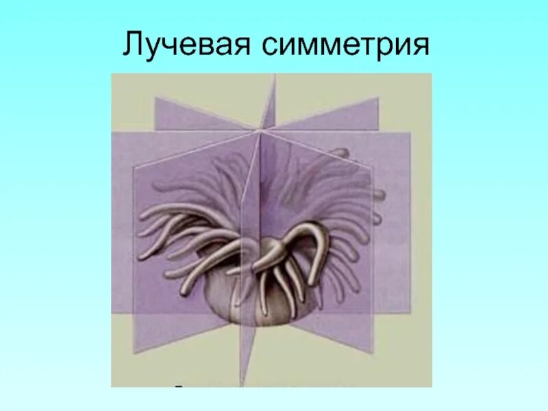 Лучевая симметрия моллюсков. Пресноводная гидра лучевая симметрия. Радиальная симметрия кишечнополостных. Тип Кишечнополостные.радиальная симметрия. Лучевая симметрия гидры.