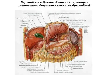 Брюшная полость строение картинка
