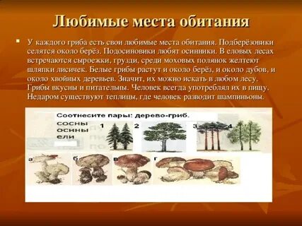 Среда обитания березы
