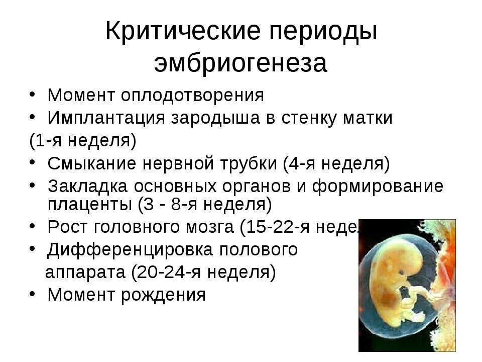 На какой неделе формируется. Критические периоды эмбрионального развития млекопитающих. Критические периоды развития в эмбриогенезе. Оплодотворение беременность периоды внутриутробного развития. Критические периоды в эмбриогенезе человека.