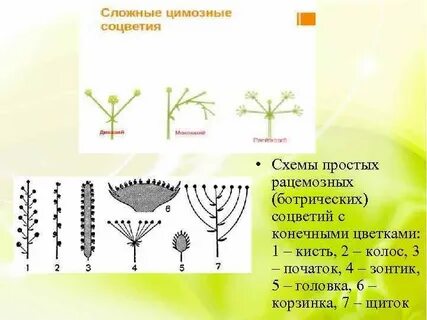 Кисть корзинок соцветие