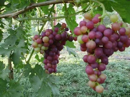 Сверхранний виноград описание сорта фото