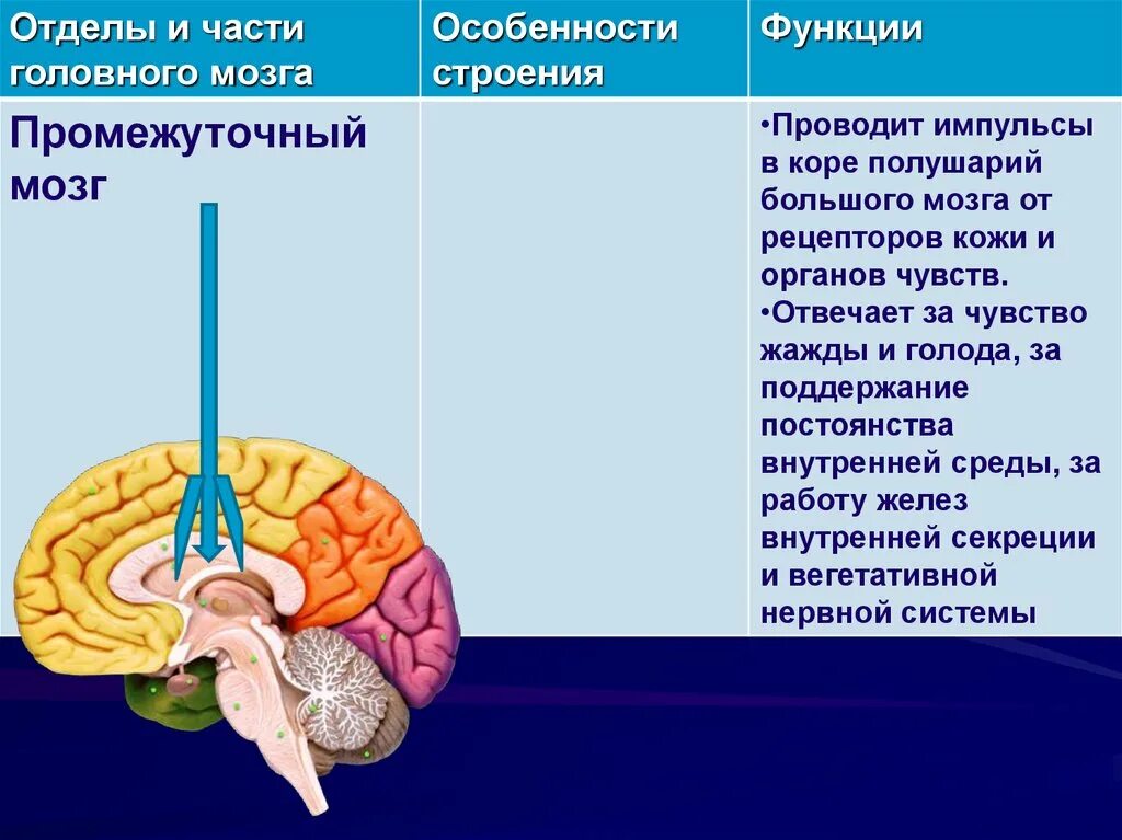 Промежуточный отдел головного мозга человека функции. Структуры отделов и функции промежуточного мозга. Промежуточный мозг строение и функции кратко. Промежуточный мозг, расположение, отделы, функции. Какие отделы головного мозга выделяют