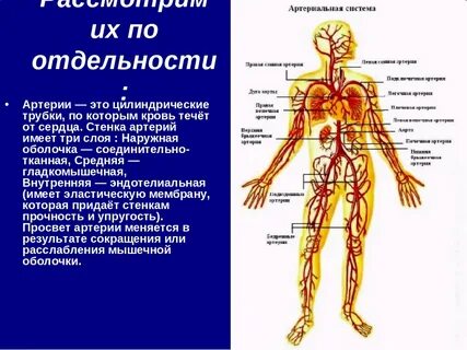 Покажи систему человека