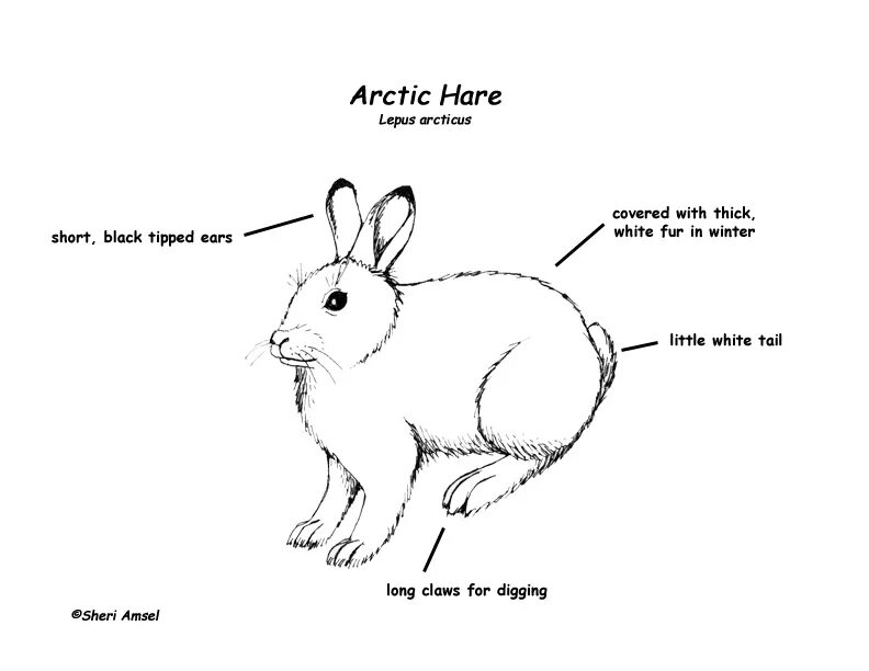 Hare description. Body Parts Rabbit. Hare картинка для детей на английском. "Hare's breadth". Fast hare перевод