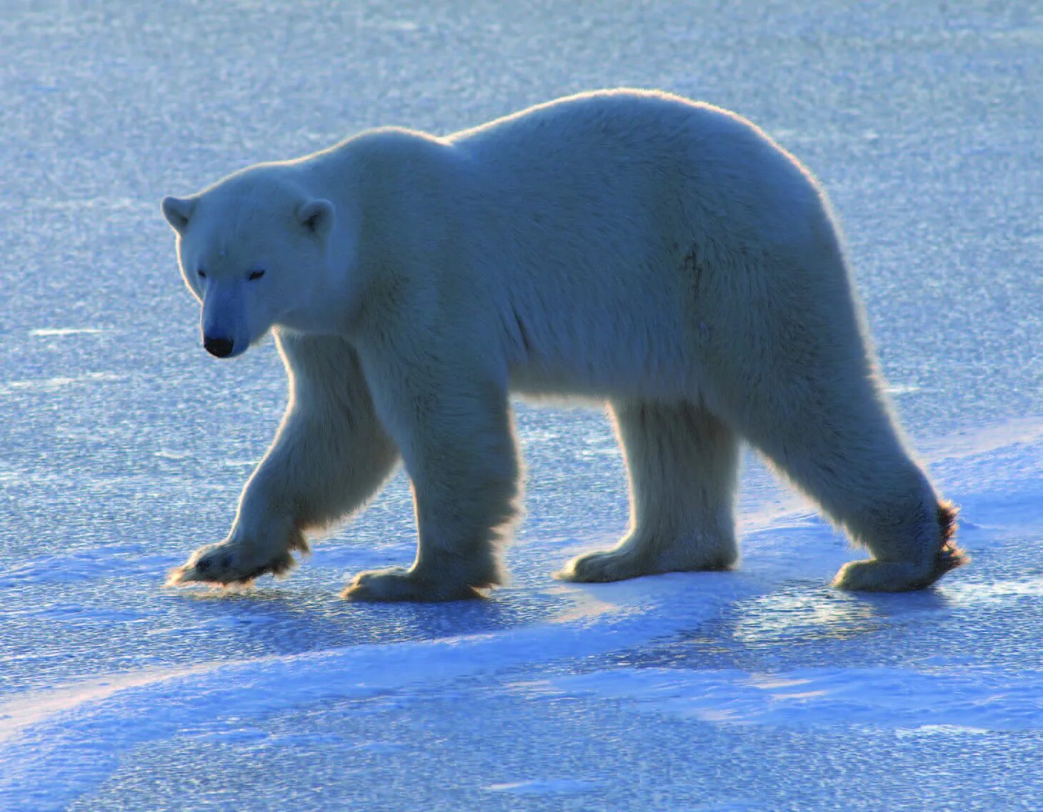 Ice animals. Белый медведь (Лаптевская популяция). Полярный медведь. Белый медведь идет. Животные северных районов.