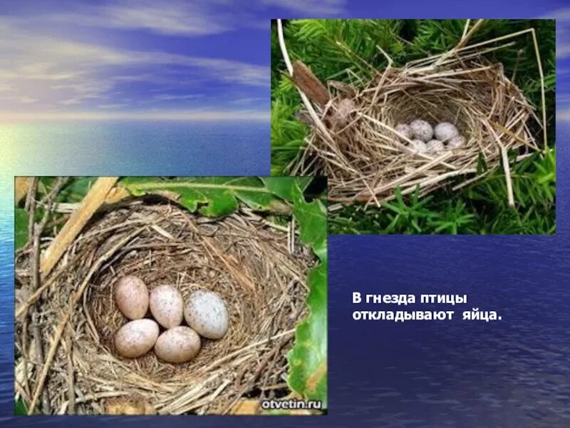 В гнезда каких птиц откладывает. Яйца птиц презентация. отложили птицы. птицы которые откладывают яйца. птицы откладывающие яйца на земле.