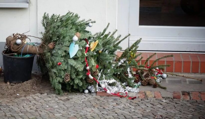 Куда отнести елку после нового года. Выброшенная новогодняя елка. выброшенные елки после нового года. выбрасывают елку после нг. елка на помойке.