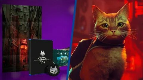 5 play cats