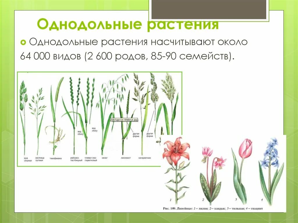 Однодольные растения. Одножодольнык растнние. Однодольные растения примеры. Однольные растение примеры.