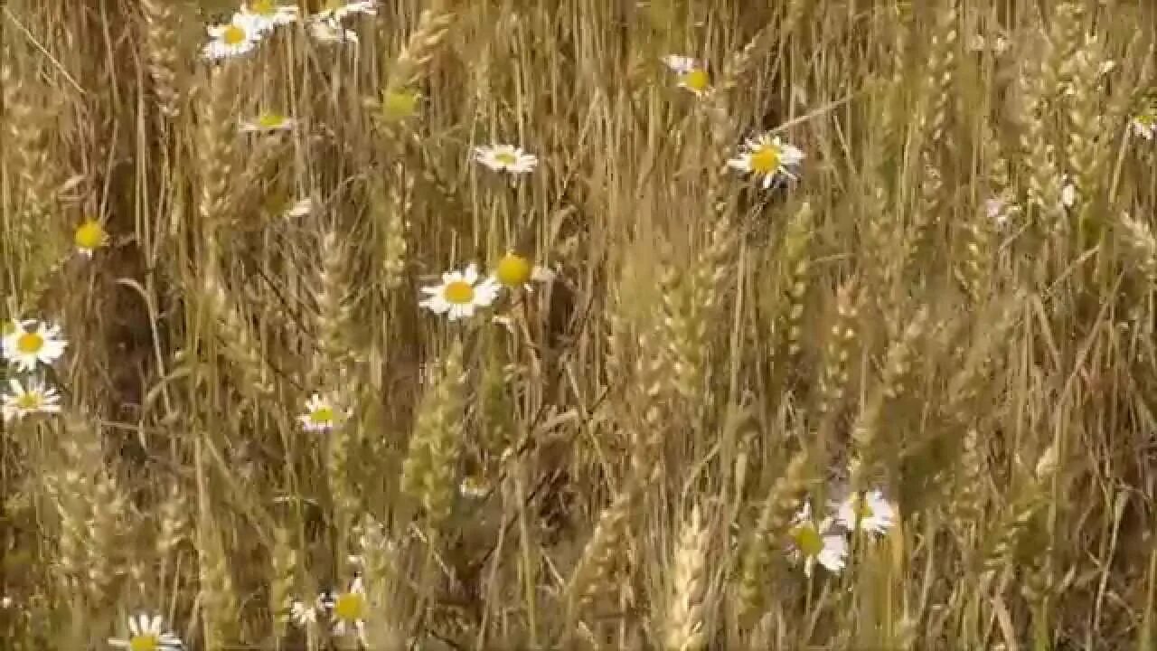 Прослушать песню русское поле. Поле русское поле Кеша. Русская поле из песни.