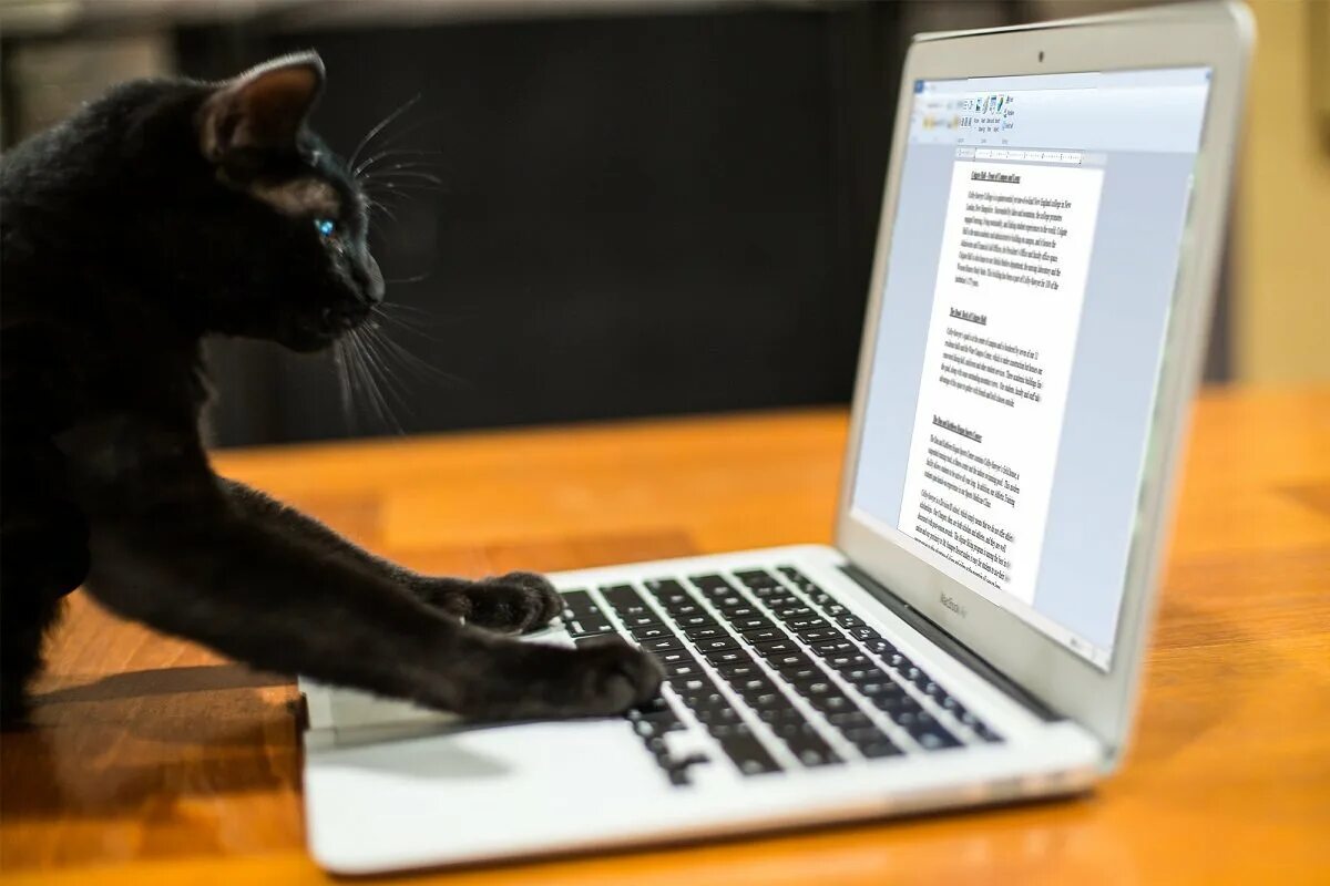 Кот разработчик. Кошка за компьютером. Черная кошка за компьютером. Коты и компьютеры. Кошка и компьютер.