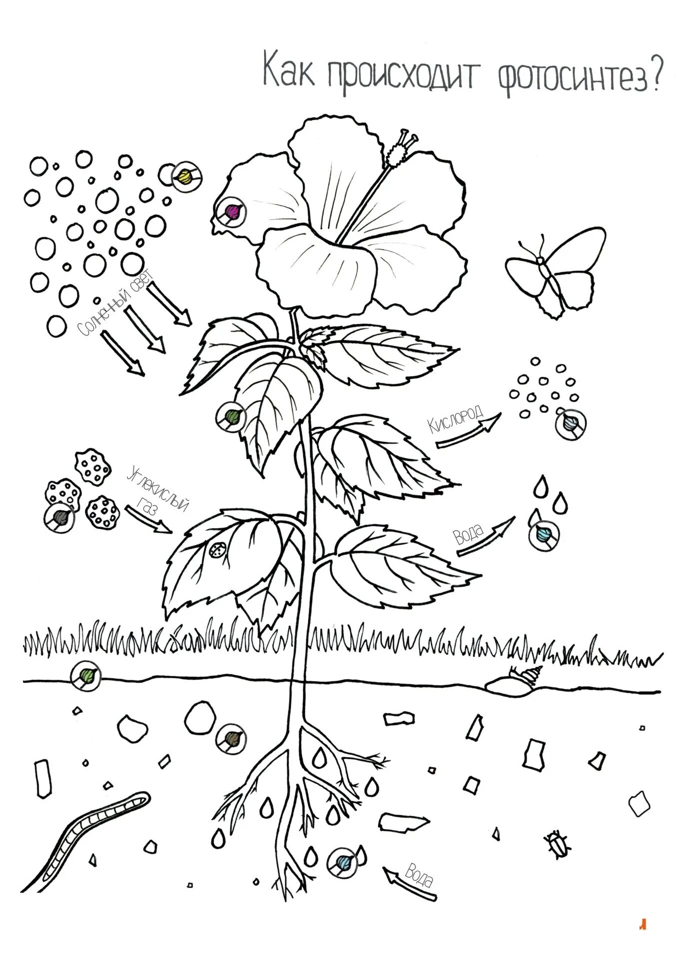 Задания по теме фотосинтез 6 класс. Части растений раскраска. Научные раскраски Чевостика. Строение цветов для дошкольников. Счасти растений раскраска.