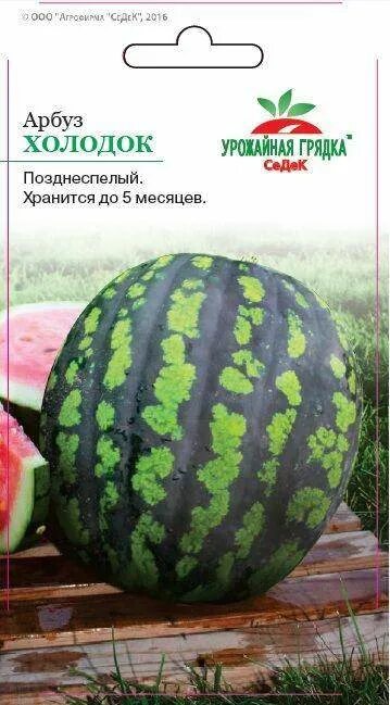 Сорт арбуза холодок. Поздний сорт арбуза холодок. Арбуз сорт морозко. Арбуз холодок описание. Сорт арбуза холодок отзывы фото.