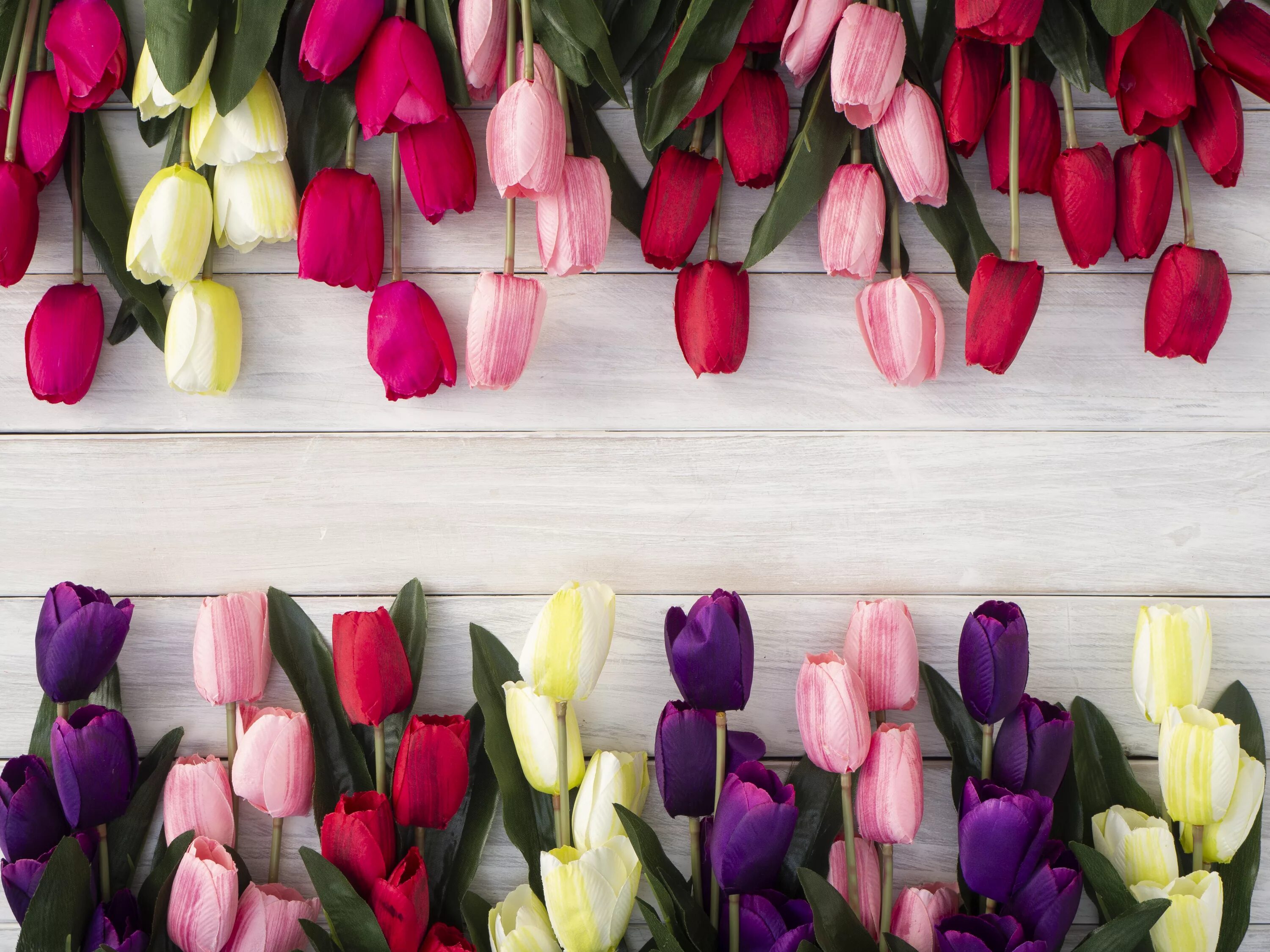 Тюльпаны стильные картинки. Тюльпаны. Стильные цветы. Тюльпаны цветные. Тюльпаны разноцветные.