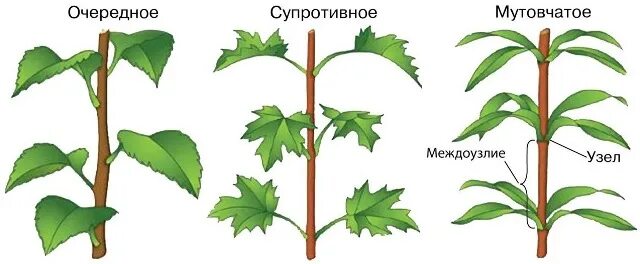 Сирень расположение листьев. Листорасположение побега. Очередное супротивное мутовчатое. Побег с мутовчатым листорасположением. Супротивные побеги.