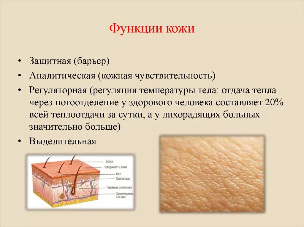 Ширина кожи. Строение покровы тела строение и функции кожи. Функции кожного Покрова человека. Функции кожи, структуры выполняющие функции. Функции человеческой кожи.