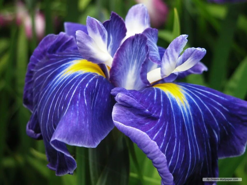 Каким цветом ирис цветок. Цветок Ирис Касатик. Ирис Флауэрс. Ирис голландский Блю. Ирисы клубневые.