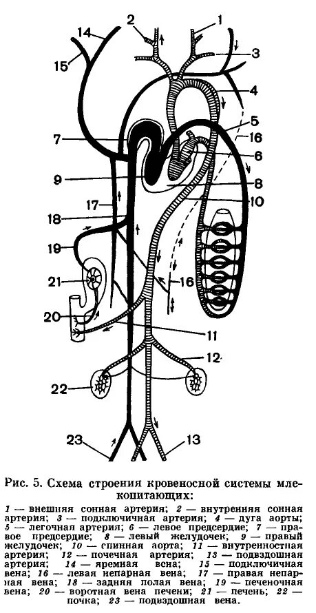 Схема строения кровеносной системы млекопитающих. Строение кровеносной системы и сердца млекопитающих. Система кровообращения млекопитающих схема. Легочные артерии анатомия схема. Особенности кровообращения млекопитающих