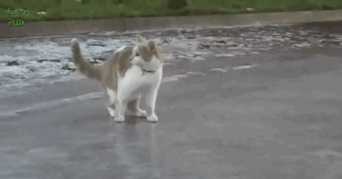 Кот скользит. Кот бегает. кот на льду гиф. кот скользит на льду.