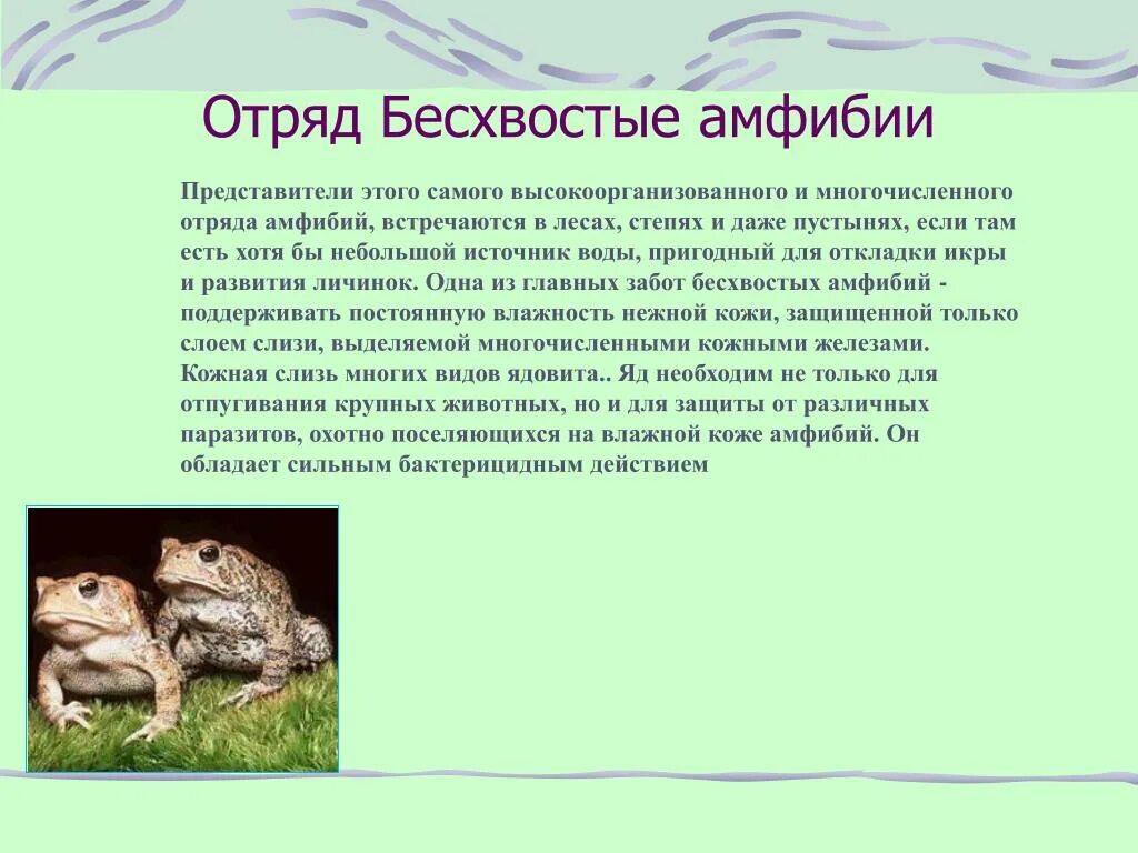 Аргументируйте вывод о происхождении земноводных. Отряд бесхвостые амфибии. Отряд бесхвостые амфибии представители. Представители бесхвостых земноводных. Отряд бесхвостые земноводные характеристика.