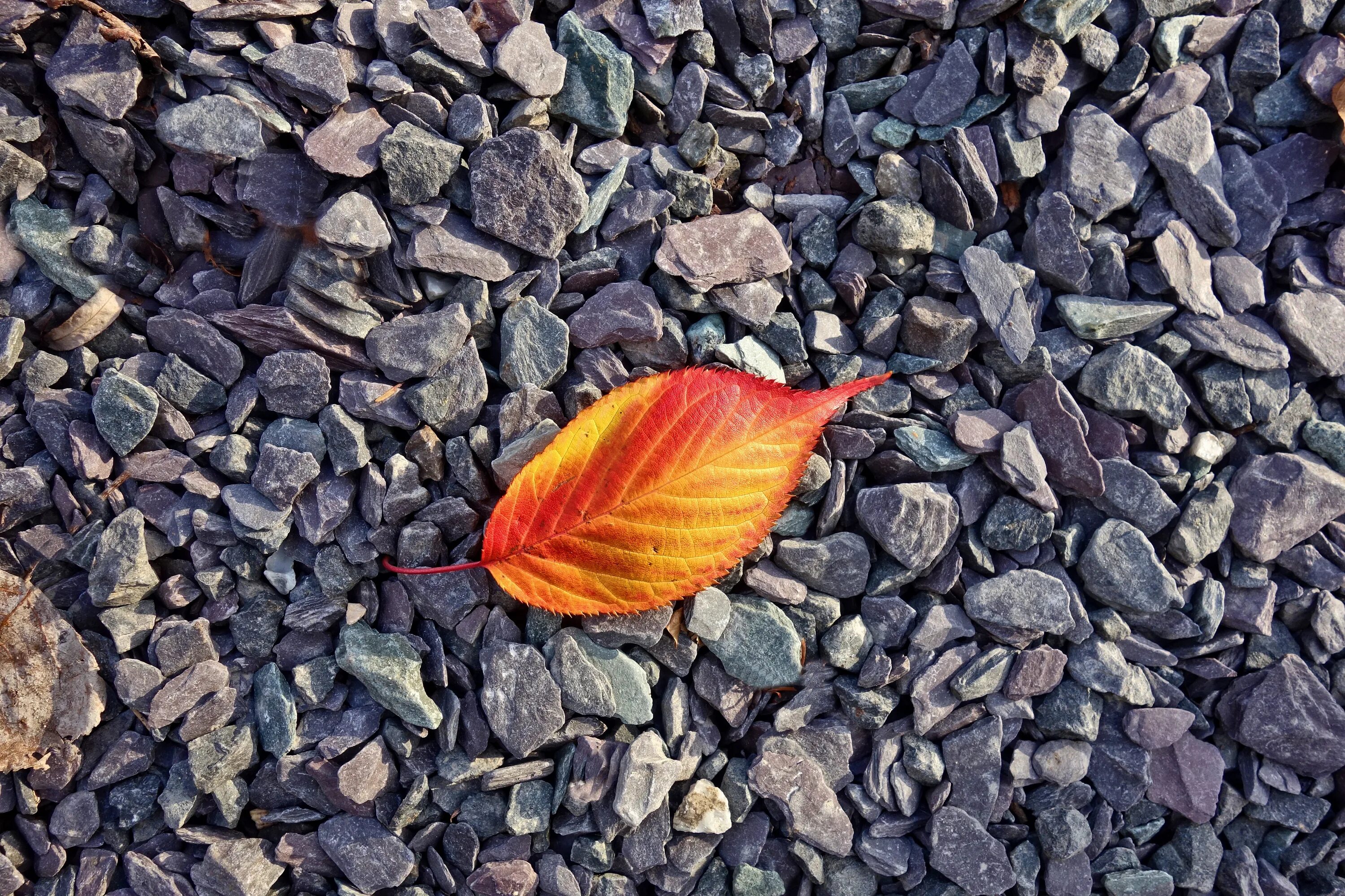 Leaf stone. Листья на камнях. Осенние камни. Осенние листья на камнях. Каменный лист.