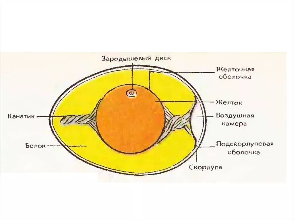 Строение яйца птицы халазы. Внутреннее строение яйца. Строение яйцеклетки куриного яйца. Внутреннее строение яйца птицы. Значение яйца птицы